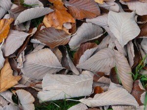 Dull brown fallen autumn leaves