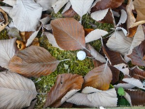 Dull brown fallen autumn leaves