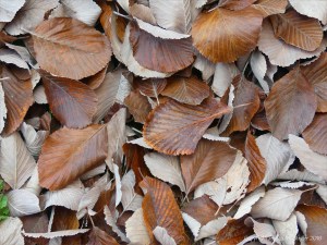 Dull brown fallen autumn leaves