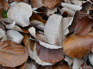 Dull brown fallen autumn leaves