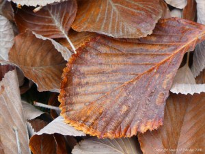 Dull brown fallen autumn leaves