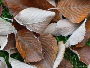 Dull brown fallen autumn leaves