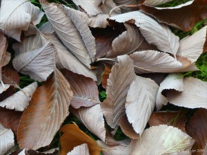Dull brown fallen autumn leaves
