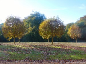 Autumn leaves on trees