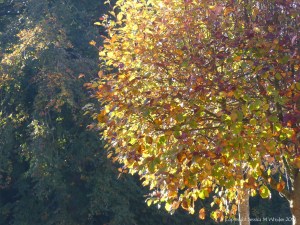 Autumn leaves on trees