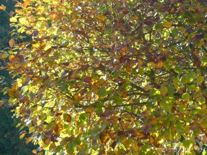 Autumn leaves on trees