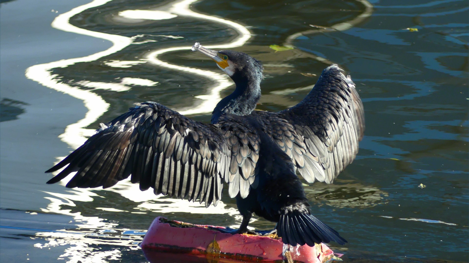 Sea bird drying its wings