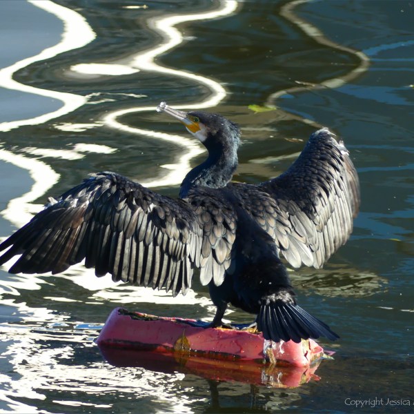 Sea bird drying its wings