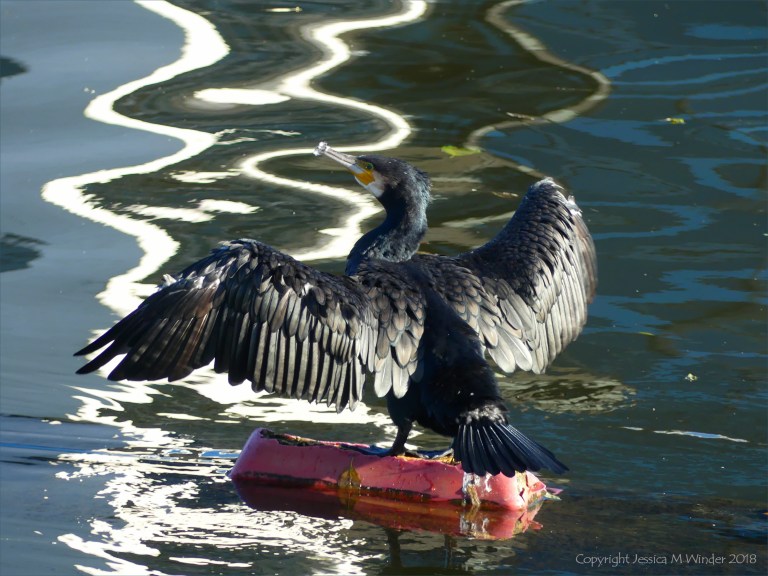 Sea bird drying its wings