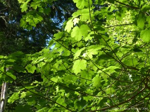 Nature along the Farigaig forest trail on the banks of Loch Ness in Scotland