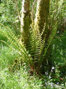 Nature along the Farigaig forest trail on the banks of Loch Ness in Scotland
