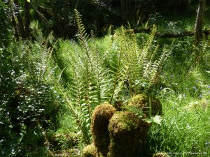 Nature along the Farigaig forest trail on the banks of Loch Ness in Scotland