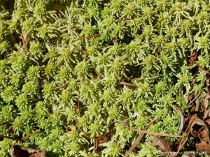 Nature along the Farigaig forest trail on the banks of Loch Ness in Scotland