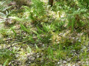 Ferns on the forest floor