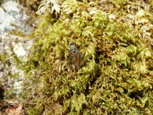 Moss on tree trunk with insect