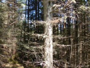 Coniferous forest understorey