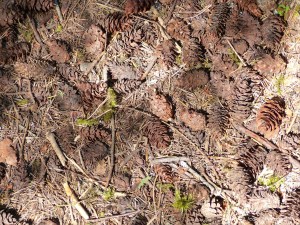 Fir cones on the forest floor