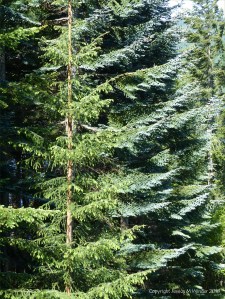 Fir trees in the forest
