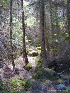 View from a forest walk