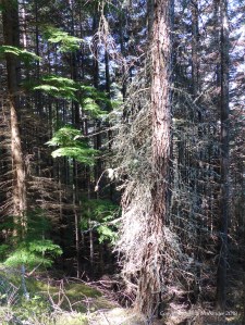 View from a forest walk