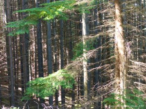 View from a forest walk