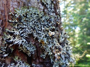 Lichen in Farigaig Forest
