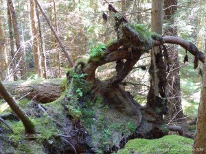 Roots of a fallen tree in Farigaig Forest