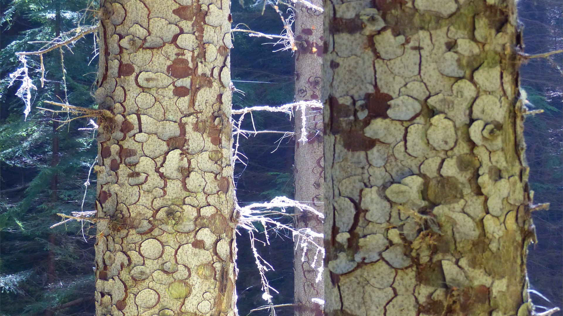 Bark texture and pattern in Farigaig Forest