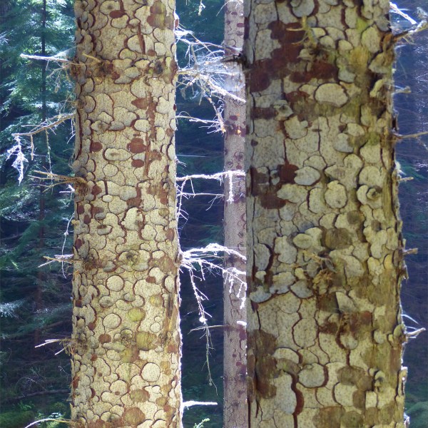 Bark texture and pattern in Farigaig Forest