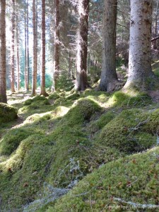 Moss-covered floor of Farigaig Forest