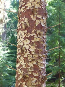 Detail of bark texture and pattern in Farigaig Forest