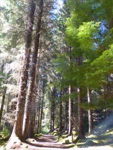 View from a forest walk