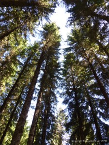 Looking skywards through the tall conifers at Farigaig Forest