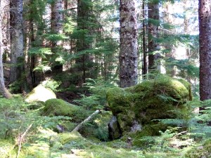 Mossy banks and tall conifers in the Farigaig Forest