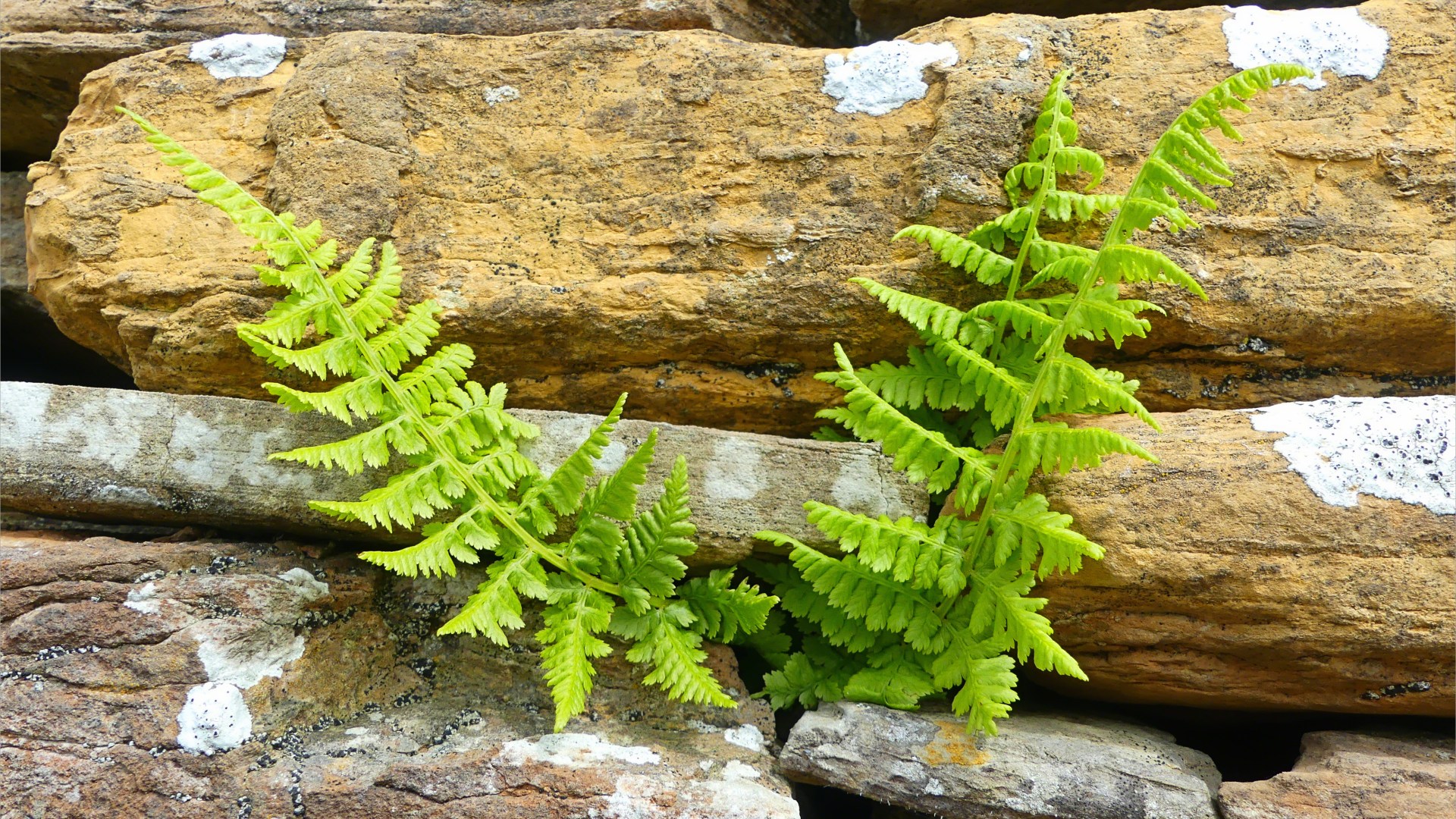 Ancient stones in early building constructions