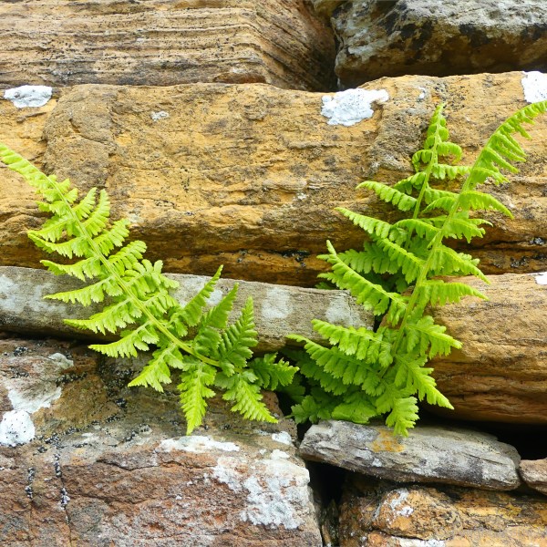 Ancient stones in early building constructions