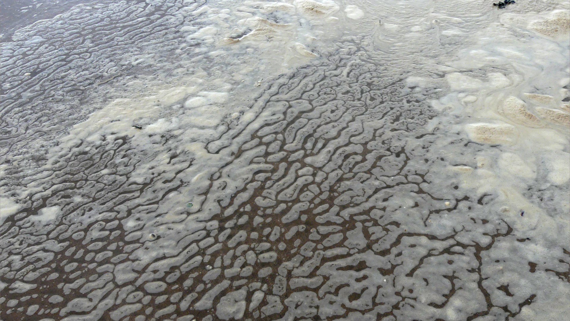 Natural patterns of sea foam on the beach