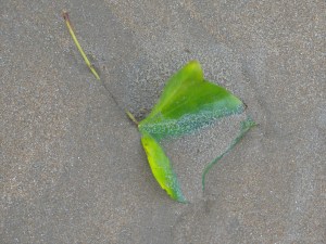 Ivy leaf on a sandy beach