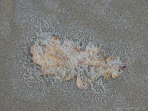 Oak leaf and drying seafoam on the beach