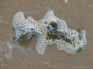 Seaweed and seafoam bubbles on the beach