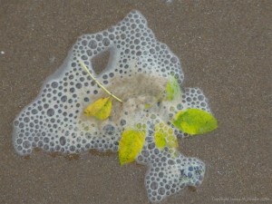 Leaves and seafoam bubbles on the beach