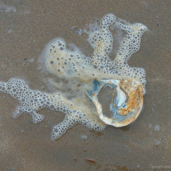 Oyster shell and seafoam bubbles on the beach