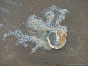 Oyster shell and seafoam bubbles on the beach