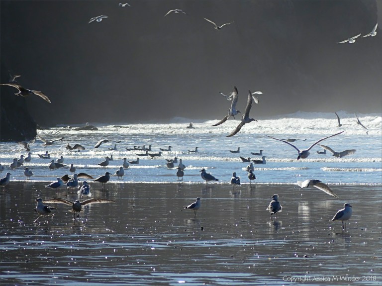 Gulls on the shore and feeding in the surf
