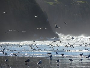 Gulls on the shore and feeding in the surf