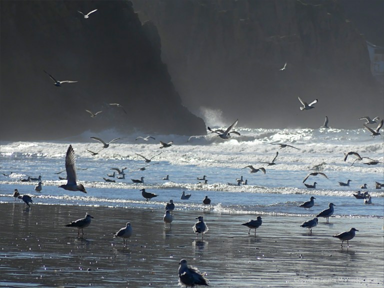 Gulls on the shore and feeding in the surf