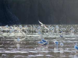 Gulls on the shore and feeding in the surf