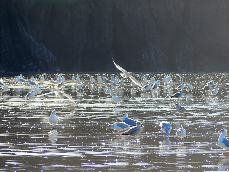 Gulls on the shore and feeding in the surf