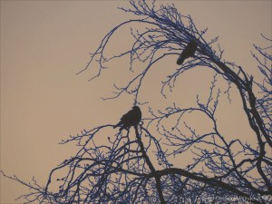 Birds on the bare branches of a tree