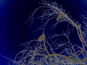 Birds on the bare branches of a tree